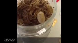 فیلم خارق العاده از رشد جنین لاروها داخل کوکون | صنعت زالو ایران