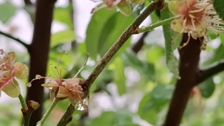 بارانِ بهاری