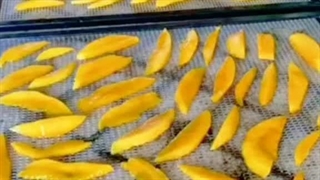 خشک کردن انبه با دستگاه خشک کن