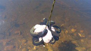 با زالوی اسبی بیشتر آشنا شویم | صنعت زالو ایران