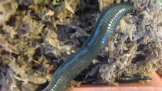 جزیره سازی نژاد وربانا در آمریکا | صنعت زالو ایران