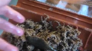 پروسه کوکون گذاری زالو نژاد بوفالو | صنعت زالو ایران