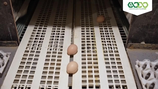 تیزر معرفی بزرگترین زنجیره تولید گوشت مرغ در اذربایجان شرقی