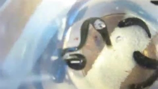 تغذیه زالو به روش غوطه وری | صنعت زالو ایران