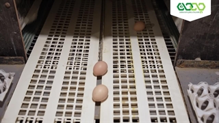 تیزر معرفی بزرگترین زنجیره تولید گوشت مرغ در اذربایجان شرقی