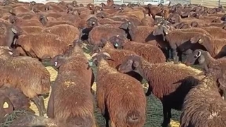 خرید گوسفند زنده به مناسب عید قربان 1404