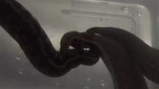 جفت گیری مولدین زالو | صنعت زالو ایران