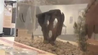 پوست اندازی و کوکون گذاری زالو در آب | صنعت زالو ایران