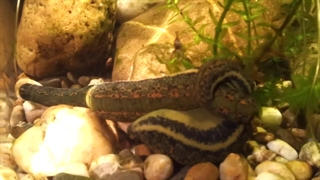 جفت گیری زالوها