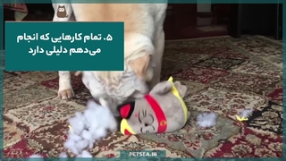 زبان بدن سگها | از شادی تا استرس، چطور احساساتشان را بخوانیم؟