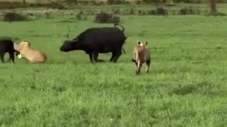 گاهی تنهایی میجنگی تا بقیه بیدار شن