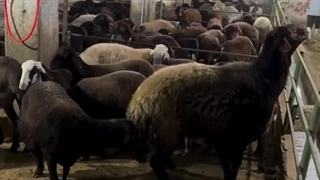 جفت گیری گوسفند و آبستن شدن میش