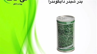 بذر شبدر دایکوندرا ؛ بذر شبدر دایکوندرا 09190993466