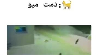 همیشه به گربه دقیق آدرس بدید