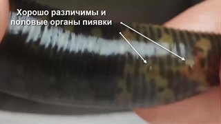 اندام های جنسی زالوها در زمان جفت گیری