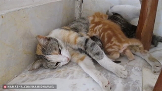 گربه‌مون دوباره زایمان کرد و نی‌نی آورد :)