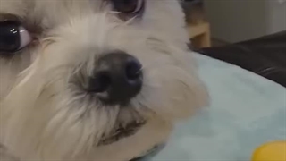 مائومی گوگولیییی...