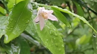 . . . شکوفه ی نارنگی