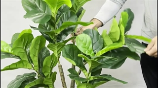 خرید درختچه مصنوعی فیکوس لیراتا ۱.۵ متری | سفارش آنلاین با ارسال سریع 