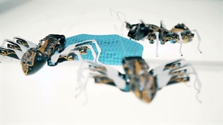 پروژه شبیه سازی ربات مورچه BionicANTs فستو