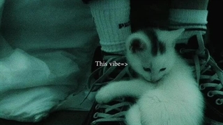 This vibe=>