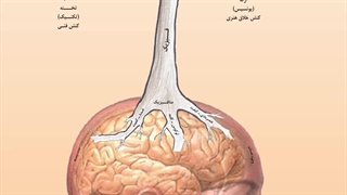 عقل قدر و تکینگی هوش محاسباتی