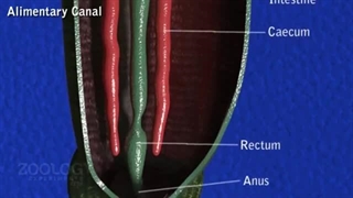انیمیشن آموزشی دستگاه گوارش زالوها (اختصاصی)