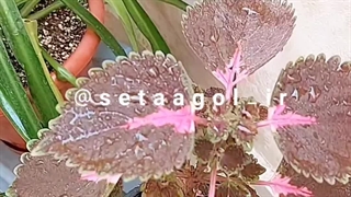 علت راه روش راهکارپرپشت خوشرنگ کمرنگ شدن توقف تکثیر چند شاخه برگ جدید بریدن غلاف جوانه رشد سریع نکردن حسن یوسف