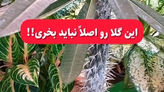 علت راه روش راهکارپرپشت خوشرنگ له شدن توقف تکثیر چند شاخه برگ جدید جوانه رشد کوددهی سریع افوربیا نخل ماداگاسکار نازیخی