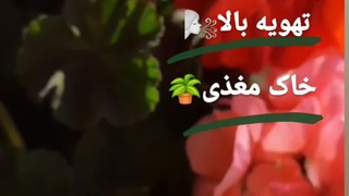 دلیل علت چگونه چطورگلدهی پرپشت شدن ساقه برگ طوقه ریشه گل گیاه گیاهان گلدارشمعدونی شمعدانی