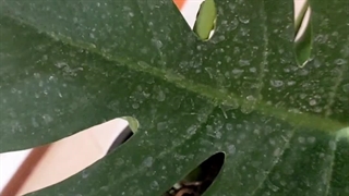 قیمت معرفی بهترین مخصوص ارگانیک مغذی تمیز براق کننده برگ گیاهان آپارتمانی شاینی لیف برگ انجیری