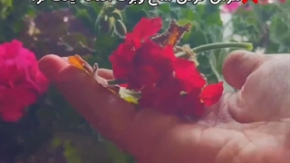 دلیل علت چگونه چطورگلدهی پرپشت شدن ساقه برگ طوقه ریشه گل گیاه گیاهان گلدارشمعدونی شمعدانی