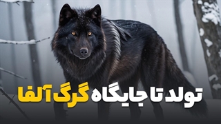 زندگی گرگ نر از تولد تا جایگاه گرگ آلفا