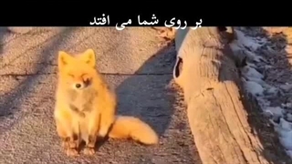 توضیحات