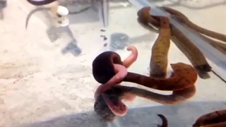 زالوهای گوشت خوار (غارتگر) چگونه به طعمه خود حمله می کنند؟