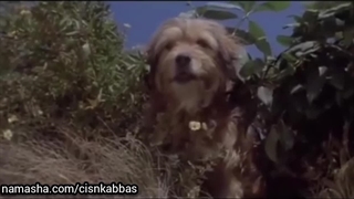 وفای سگ، نشنال‌جئوگرافی یک میلیون دلار به ضبط کننده این ویدیو پرداخته است