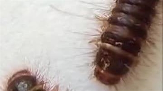 مقایسه دستگاه پشه‌کش اولتراسونیک با انواع سنتی: کدام بهتر است؟