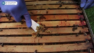 "ابزار زنبورداری: راهنمای کامل برای زنبورداران مبتدی - پارت ۲"