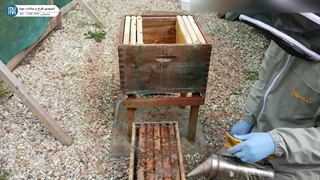 "انتقال کندوی مرکزی به کندوی بزرگ: راهنمای زنبورداری حرفه‌ای"