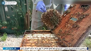 "اضافه کردن مانع ملکه‌ها: راهنمای زنبورداری - پارت اول"