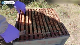 "روش‌های مؤثر برخورد با زنبورهای بدرفتار: راهنمای جامع زنبورداری"