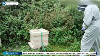 "غذادهی به زنبورها در پاییز: پارت اول راهنمای زنبورداری"