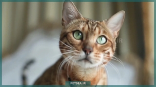 رازهای تغذیه سالم برای گربه‌ها: چطور گربه‌ای شاد و پرانرژی داشته باشیم؟