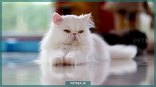 گربه پرشین؛ نماد اصالت، زیبایی و محبوبیت جهانی!