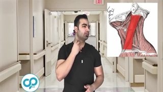 چطور نبض خود را بگیریم؟ | آموزش ساده و کاربردی برای بررسی ضربان قلب 