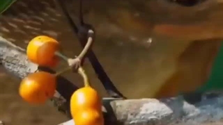 شعر در متن : ماهی!