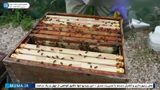 "بازرسی هفتگی زنبورداری برای تازه‌کاران: راهنمای کامل و نکات کلیدی"