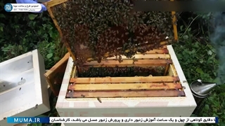 "غذادهی به زنبورها در پاییز: راهنمای کامل برای زنبورداران"