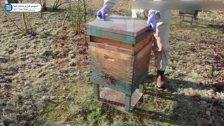 "جایگزین گرده برای زنبور: تغذیه بهینه و سلامت زنبورها"