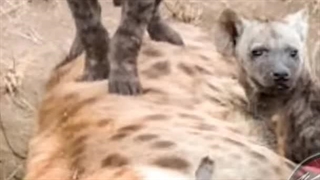 حیوانی که همه چیز را می‌دَرَد .#کفتار #حیوانات_وحشی #حقایق_جالب #جهان_حیوانات #مستند_کوتاه #خطرناک.